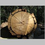 20060823_Sequoia_004 copia.jpg